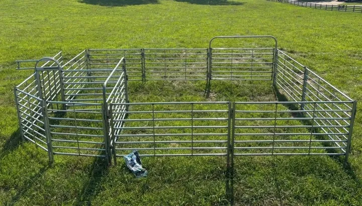 Loveday cattle handling system with 90-degree sweep tub, alley and holding pen in grass